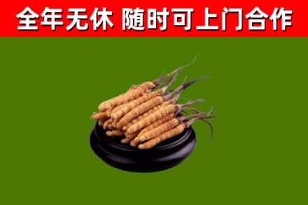 嘉兴回收冬虫夏草