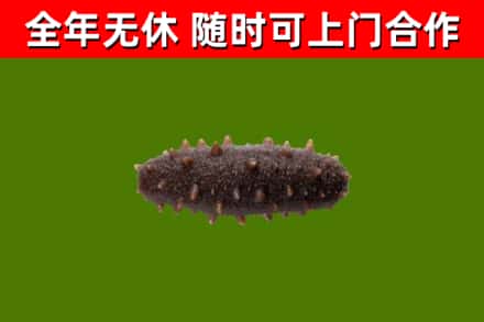 嘉兴回收海参干